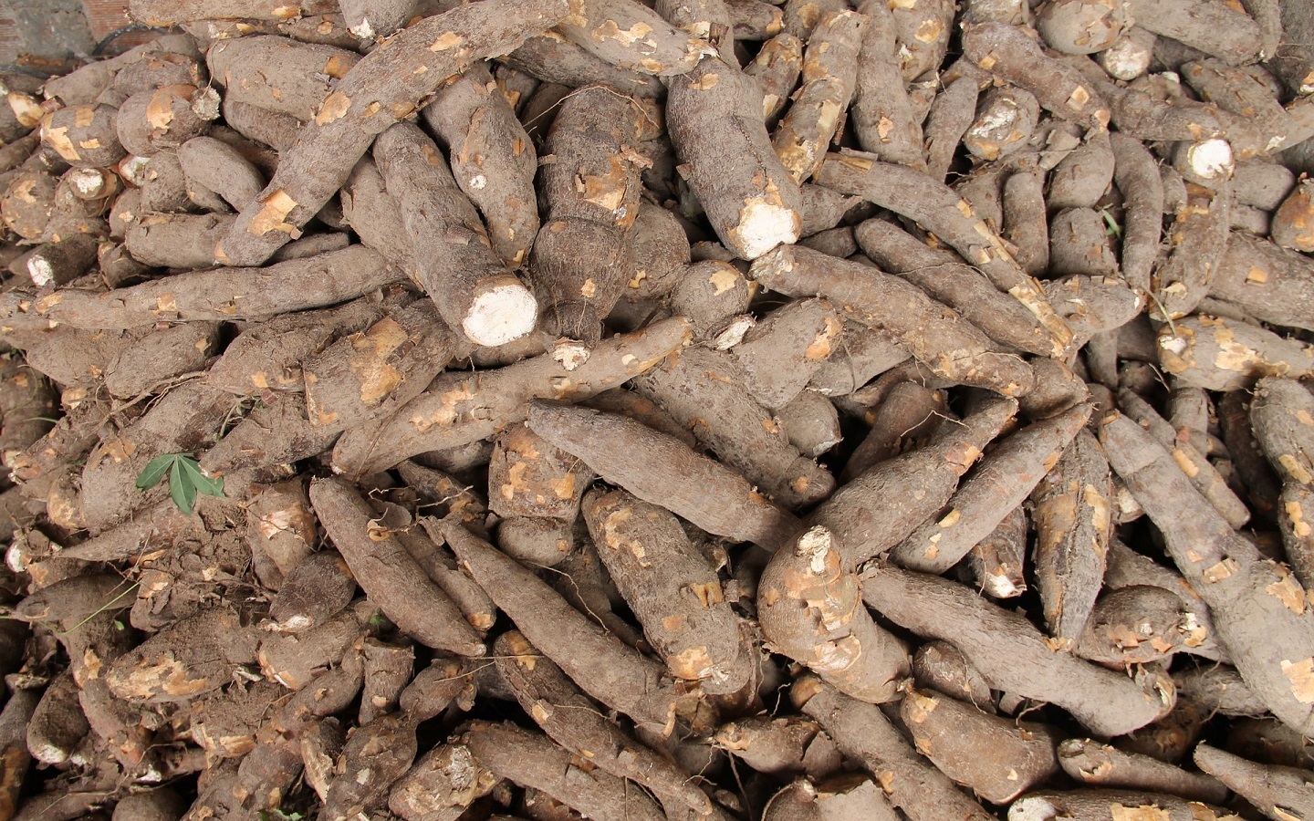vegetales raros