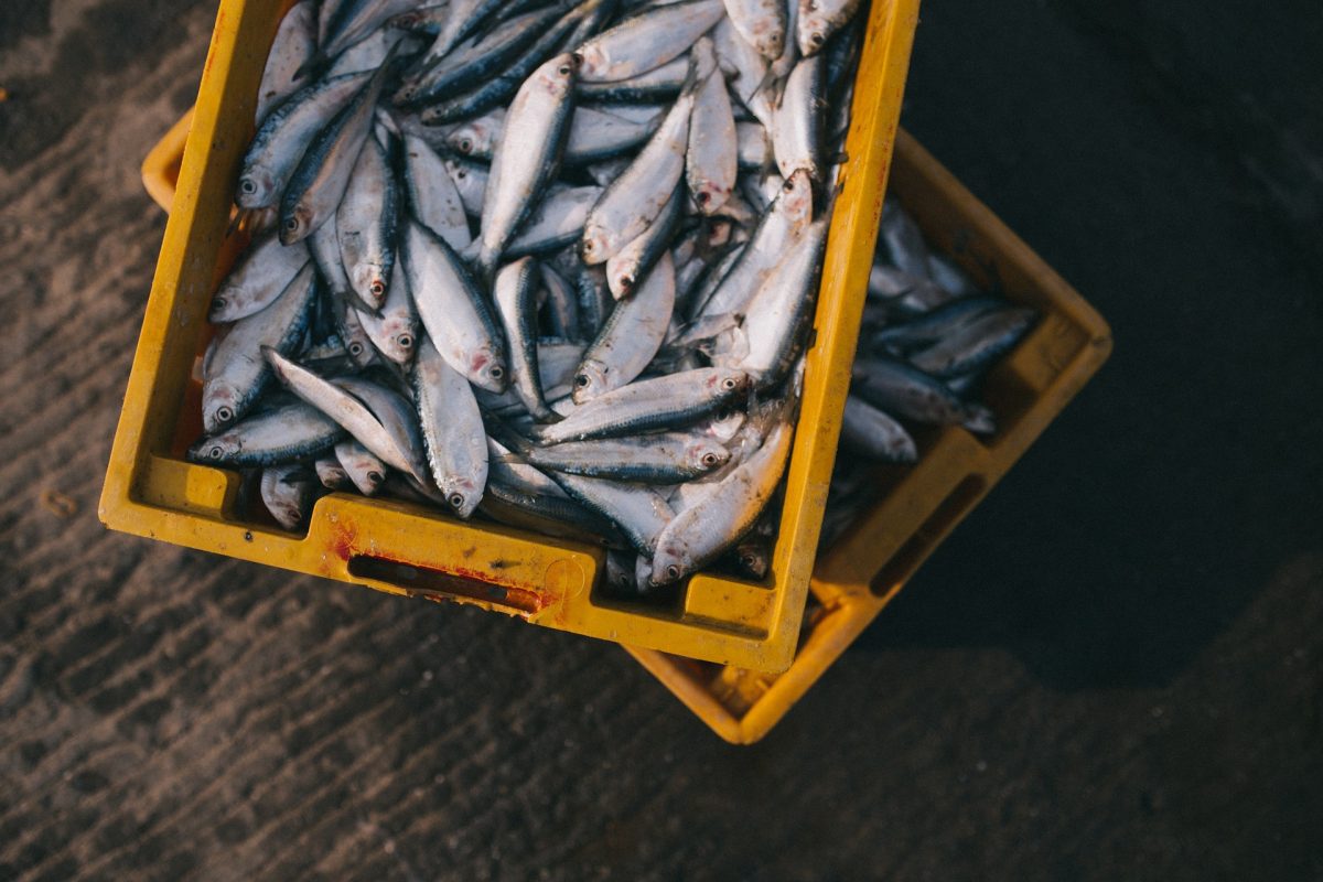 pescados de granja y salvajes