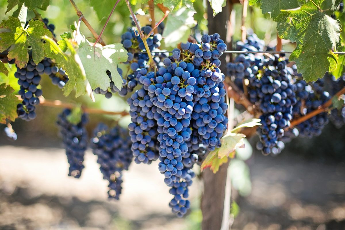 vinos de Oregon