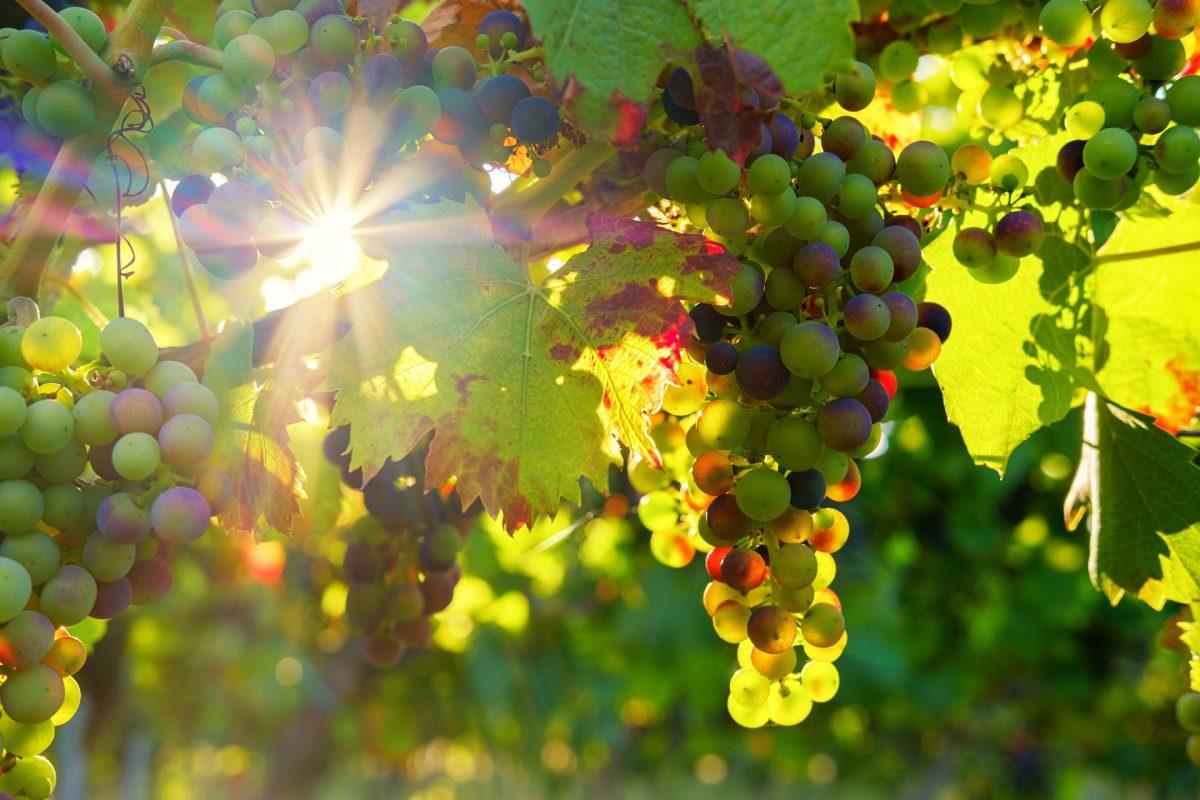 vinos de Oregon