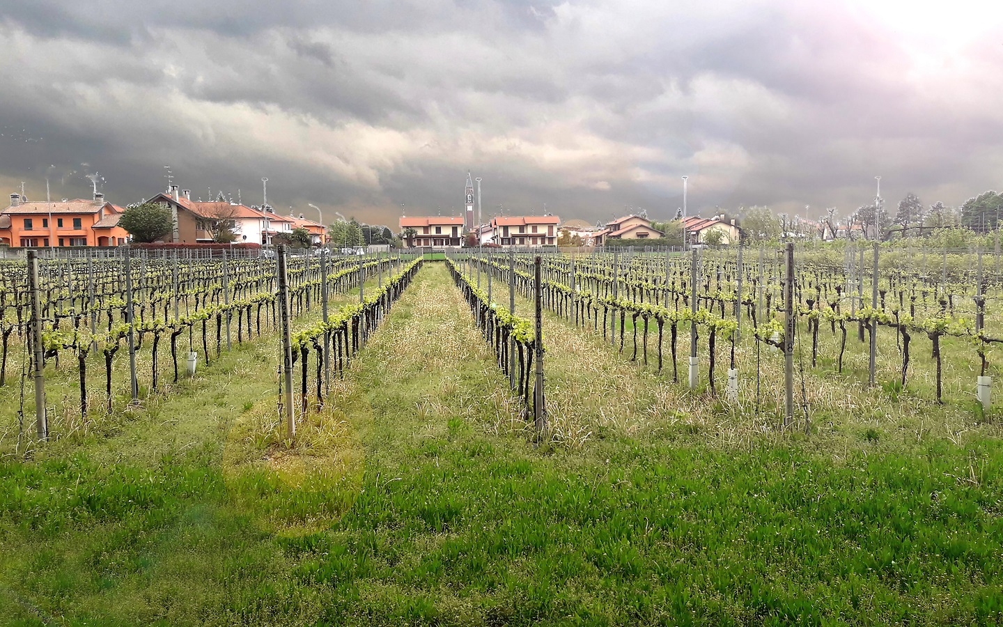 enfermedades de viñedos