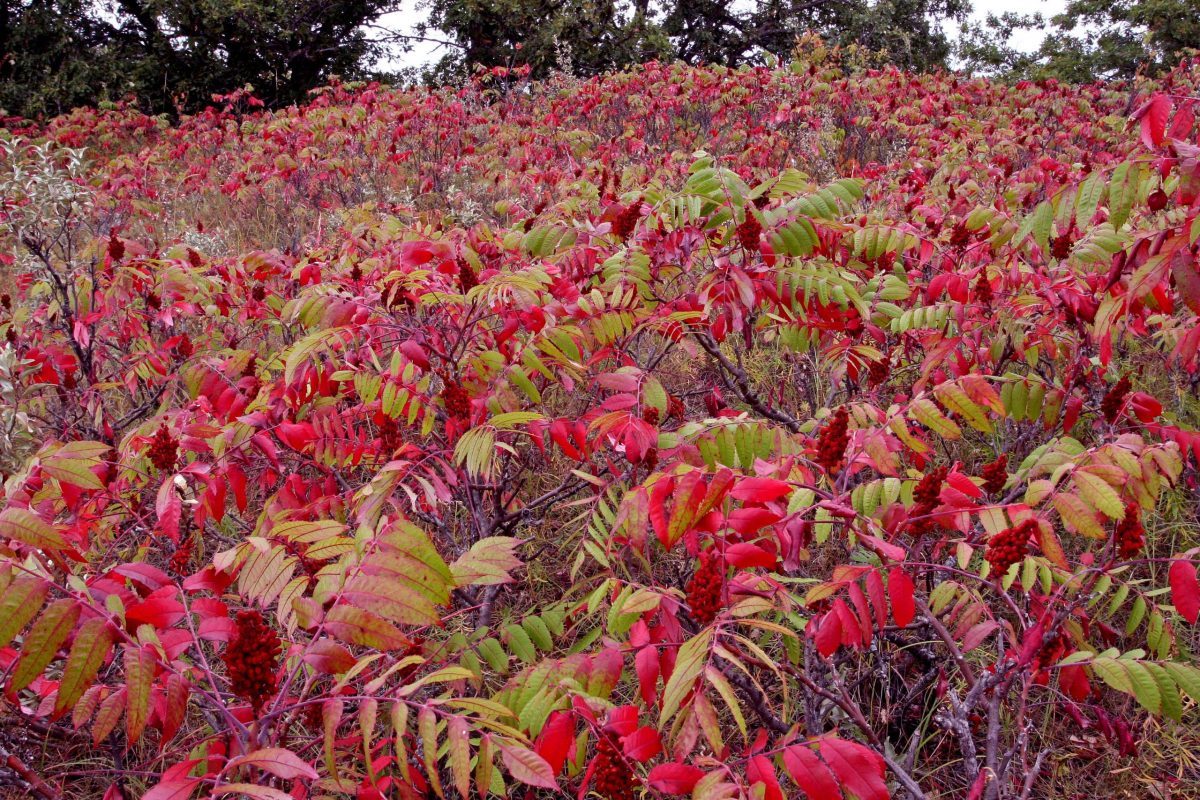 zumaque sumac