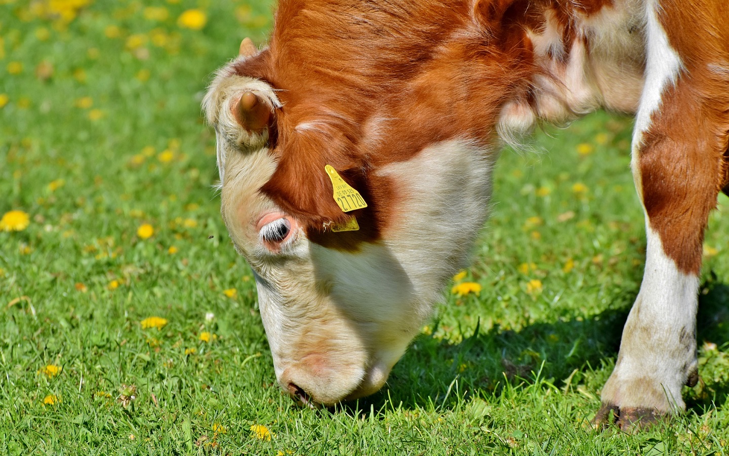 carne grass fed