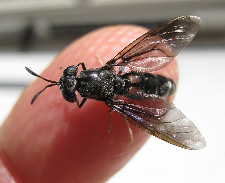 grasa de insectos