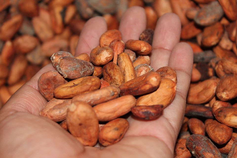 Oaxacanita chocolate