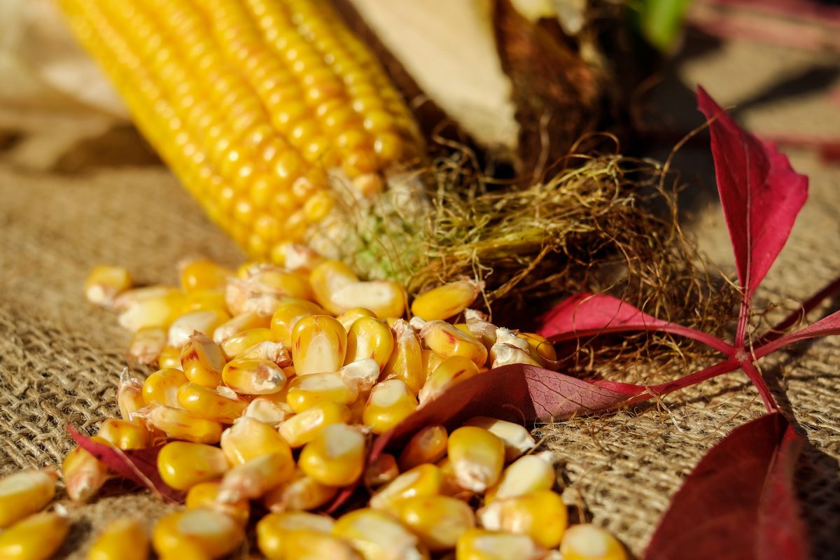protección maíces nativos guerreros del Maíz y milpa concurso recetas