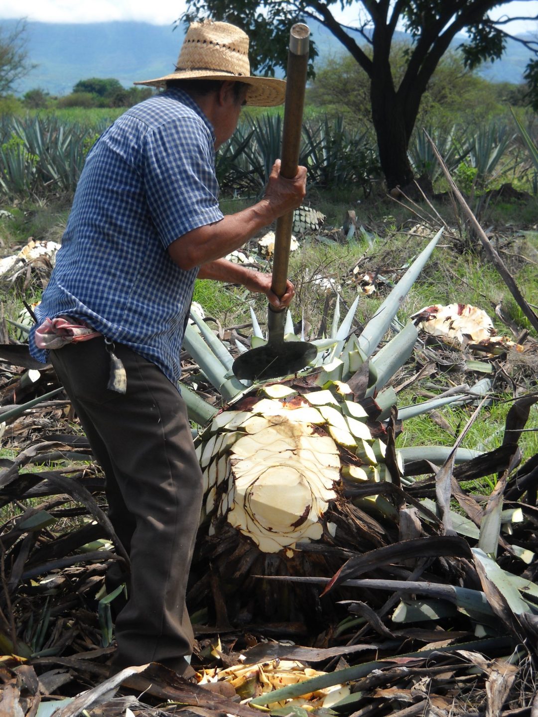 diferencias entre tequila y mezcal