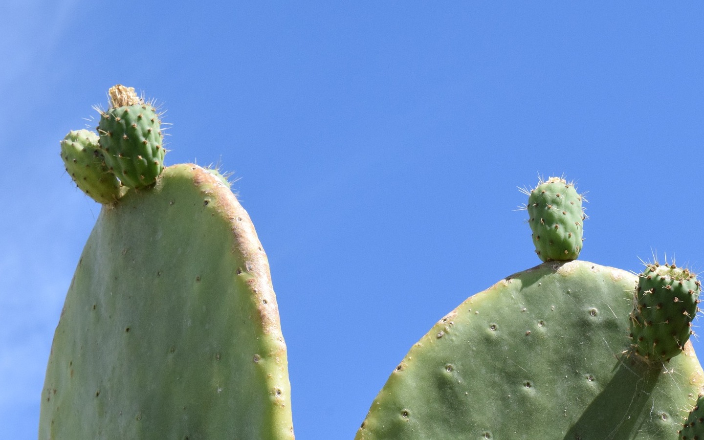 recetas con nopales 