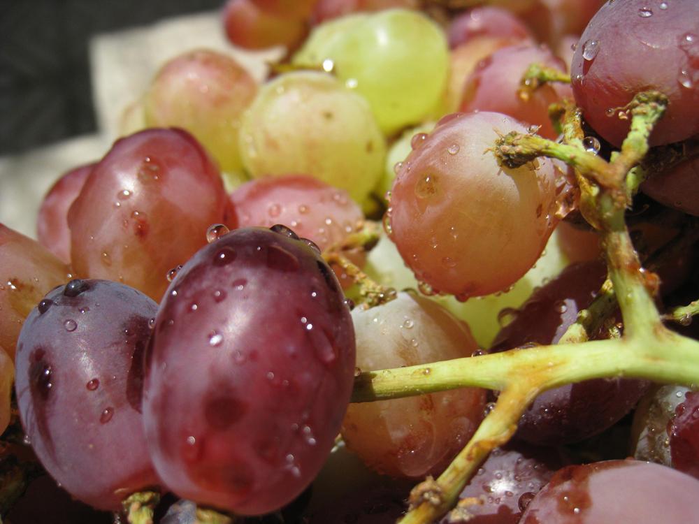 enología enóloga vino