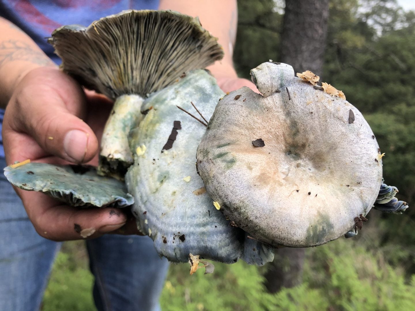 hongos silvestres