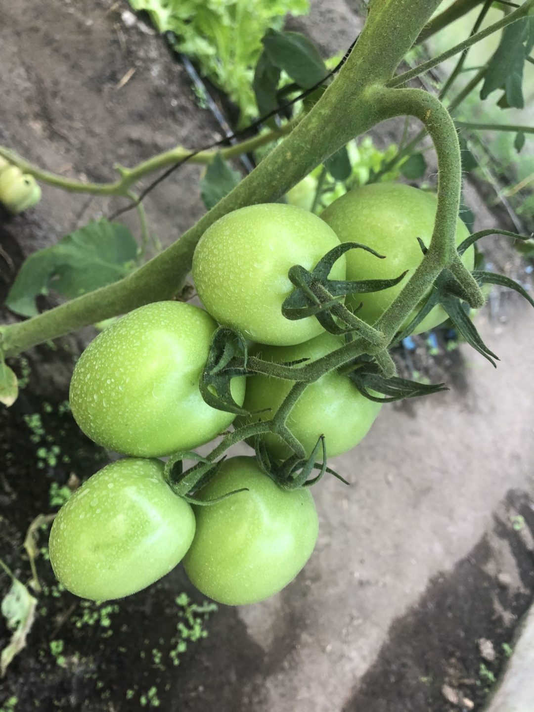 jitomates