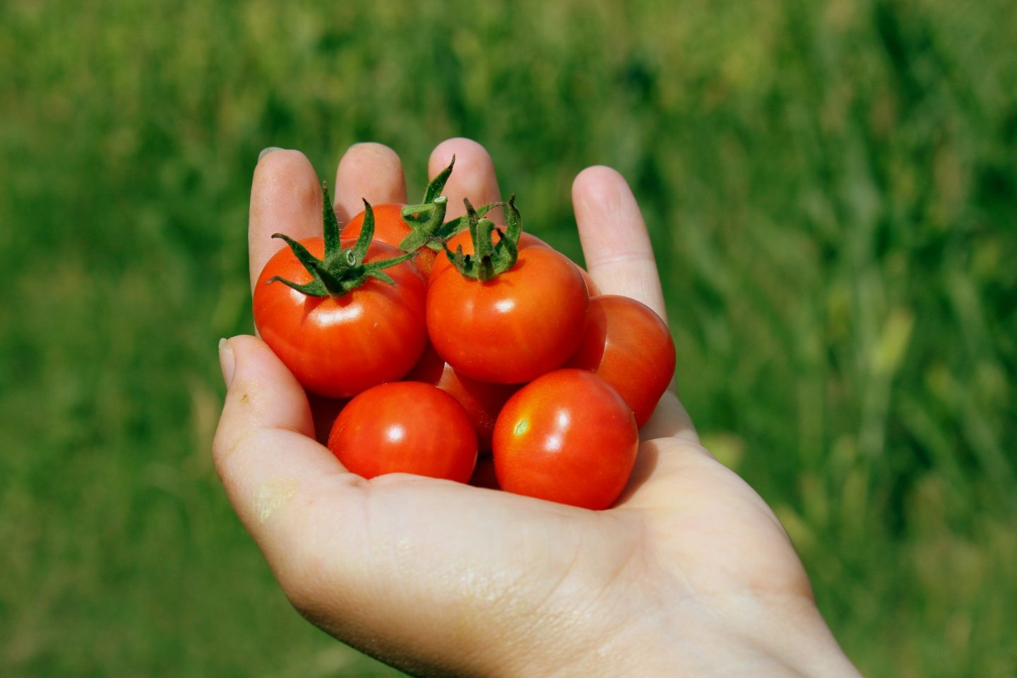 tipos de tomate