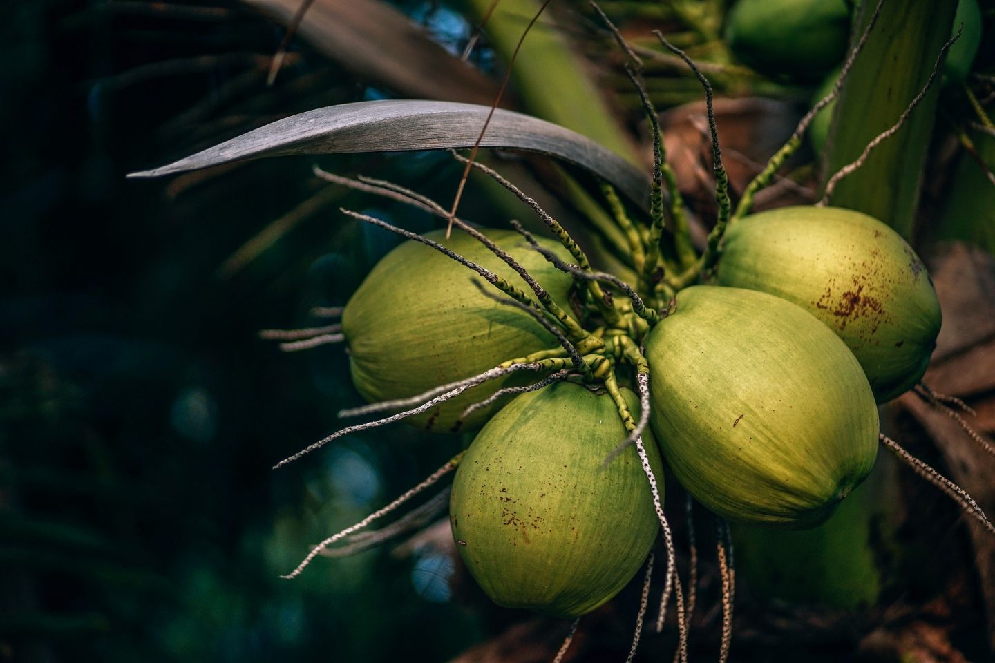 leche de coco