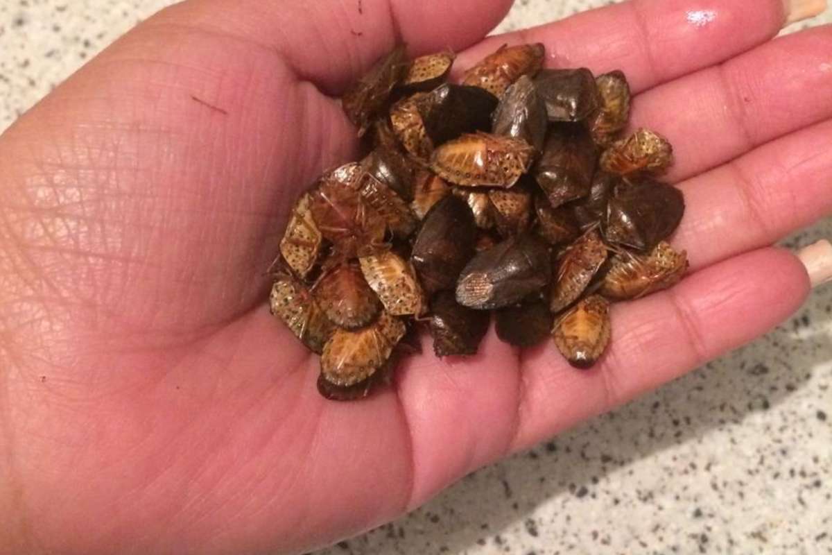 Propiedades de los jumiles