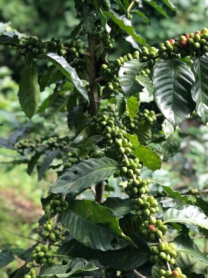 Día Internacional del Café