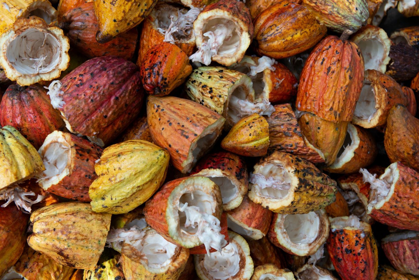 cacao mexicano chocolate