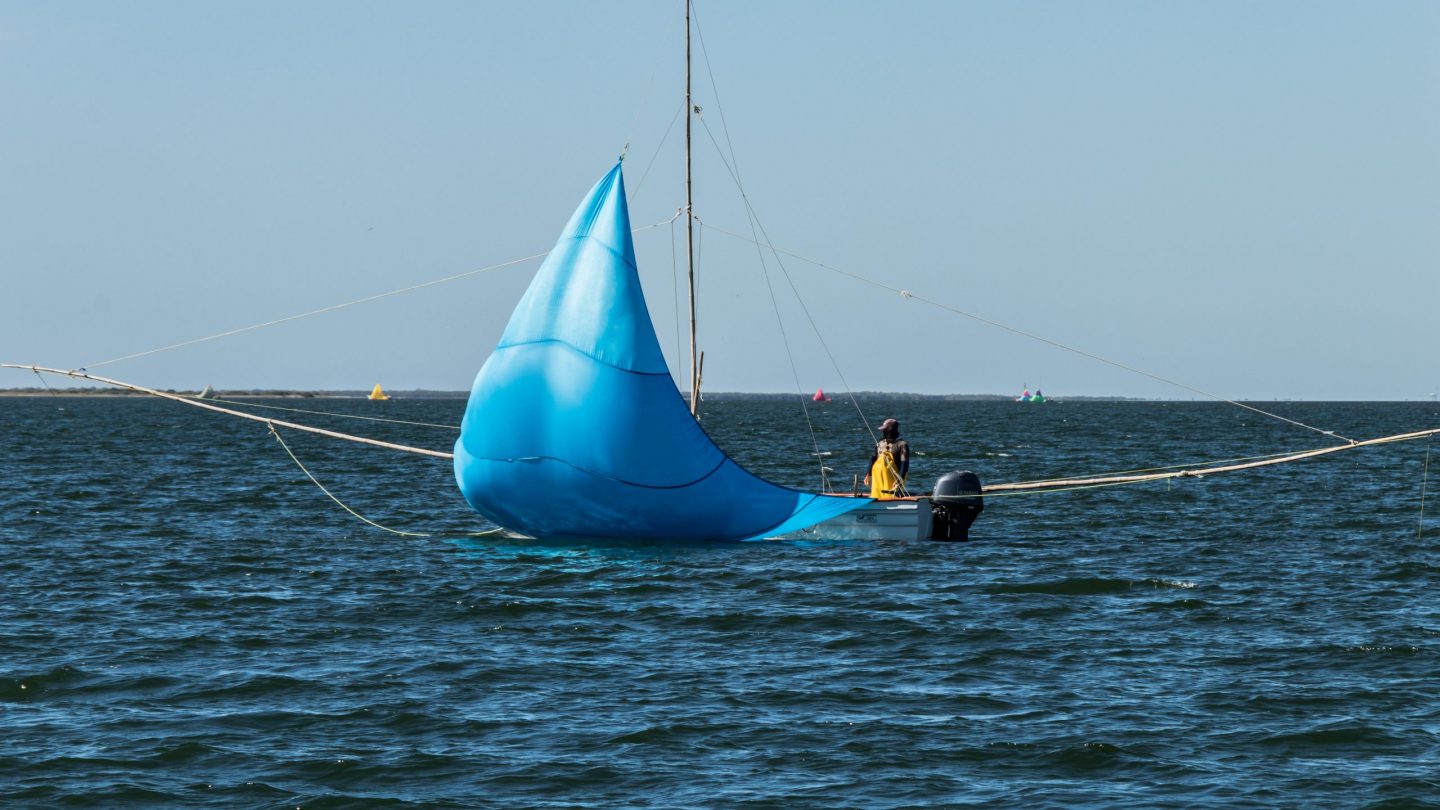 camarón azul panga