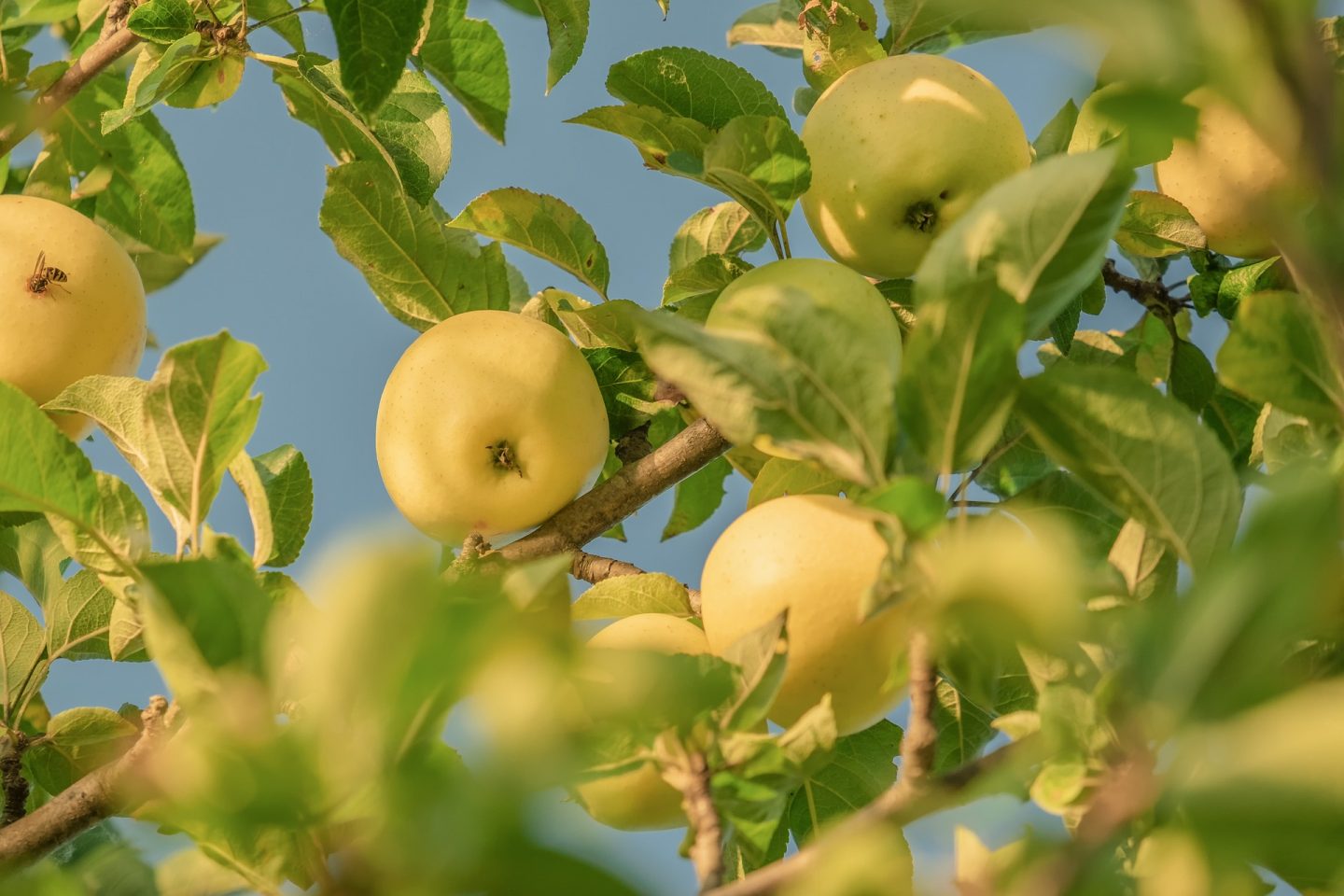 manzanas beneficios fruta