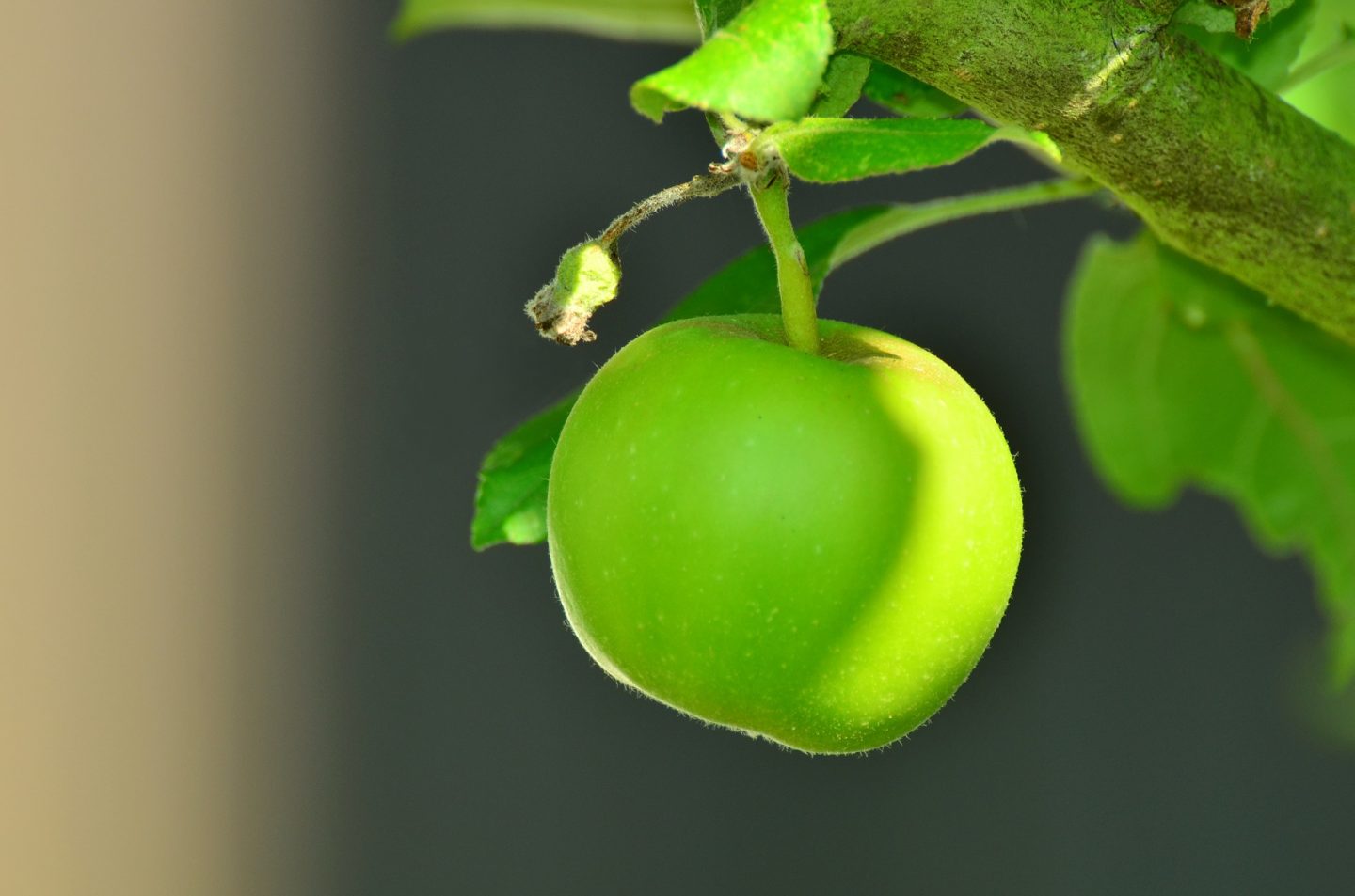 manzanas beneficios fruta