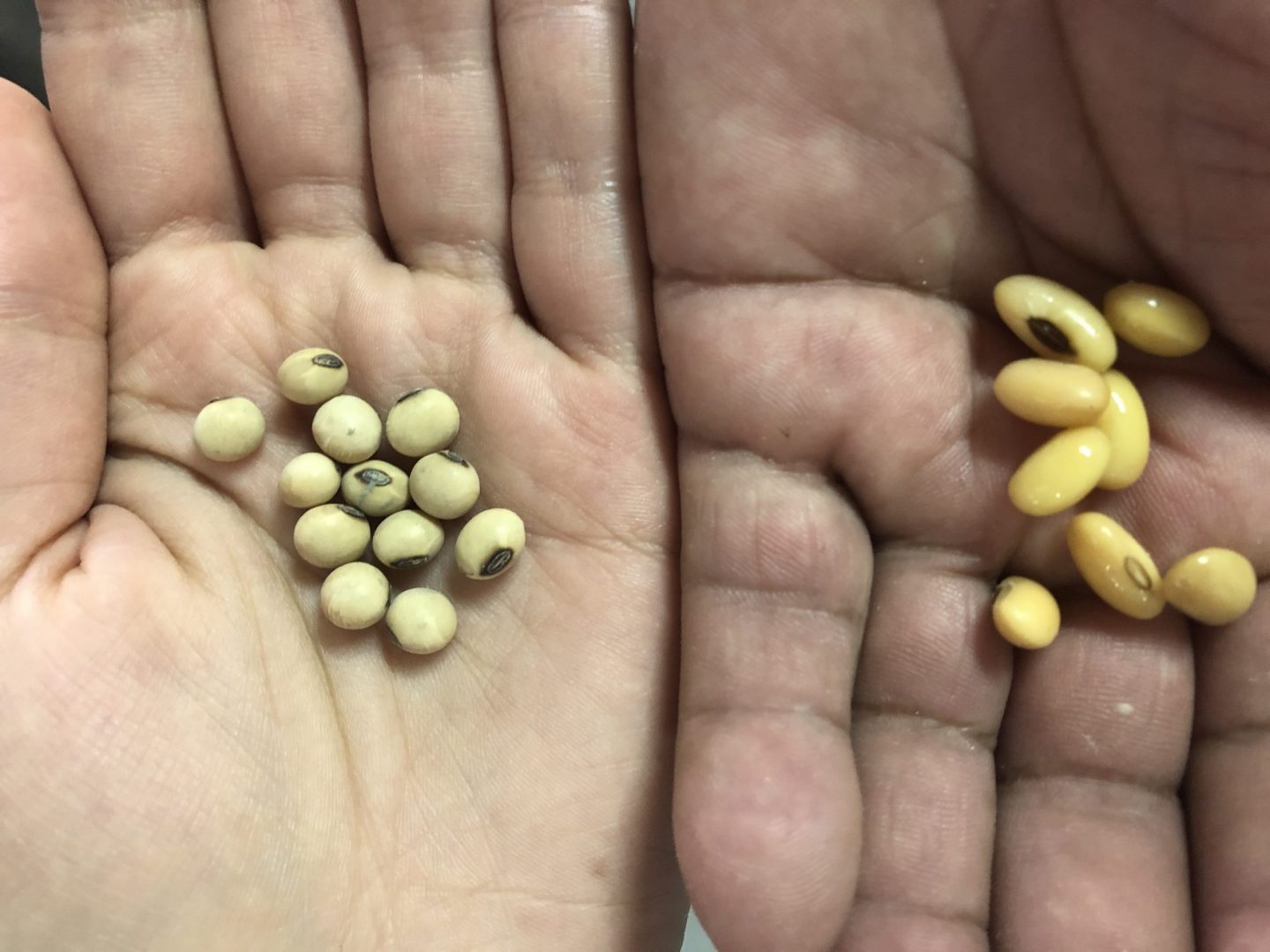 bagazo soya