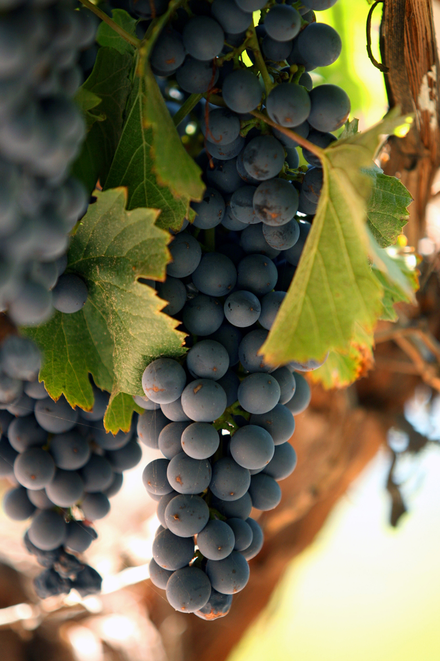 Malbec mon amour