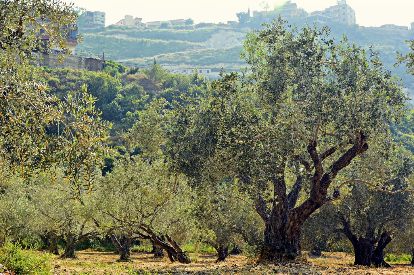 olivar