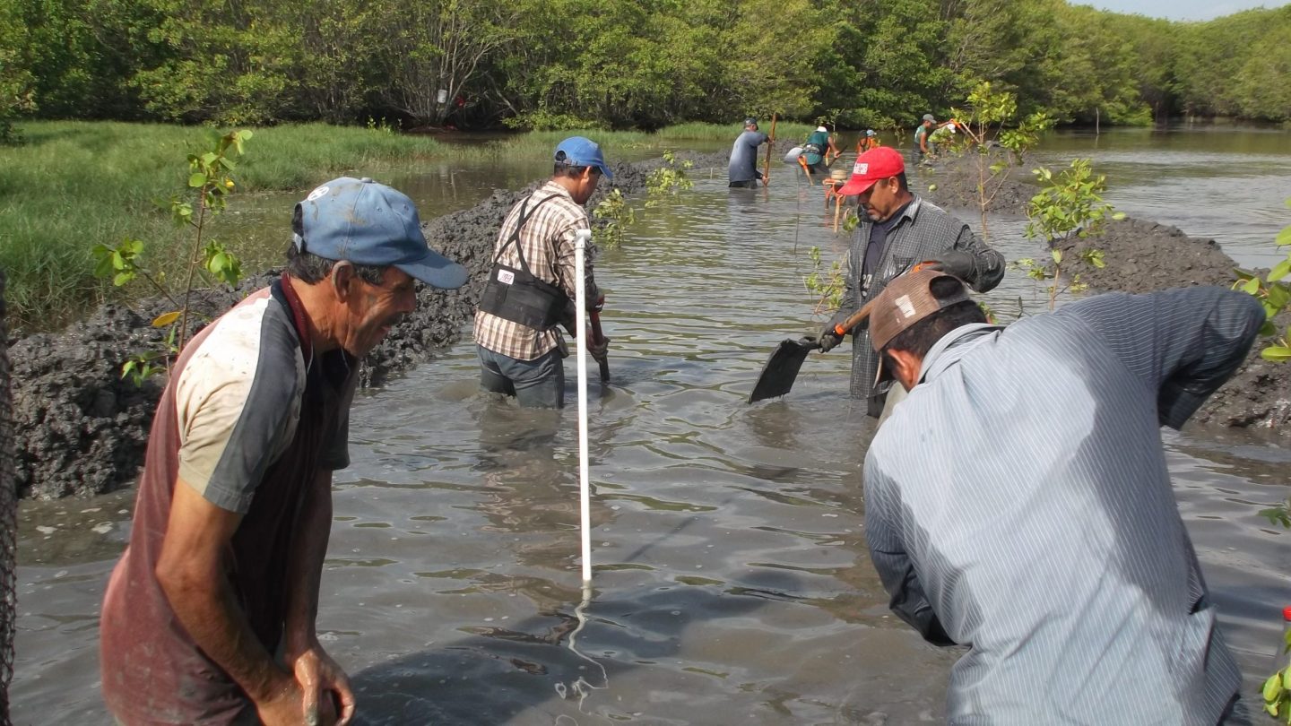 rehabilitación manglares Tamiahua