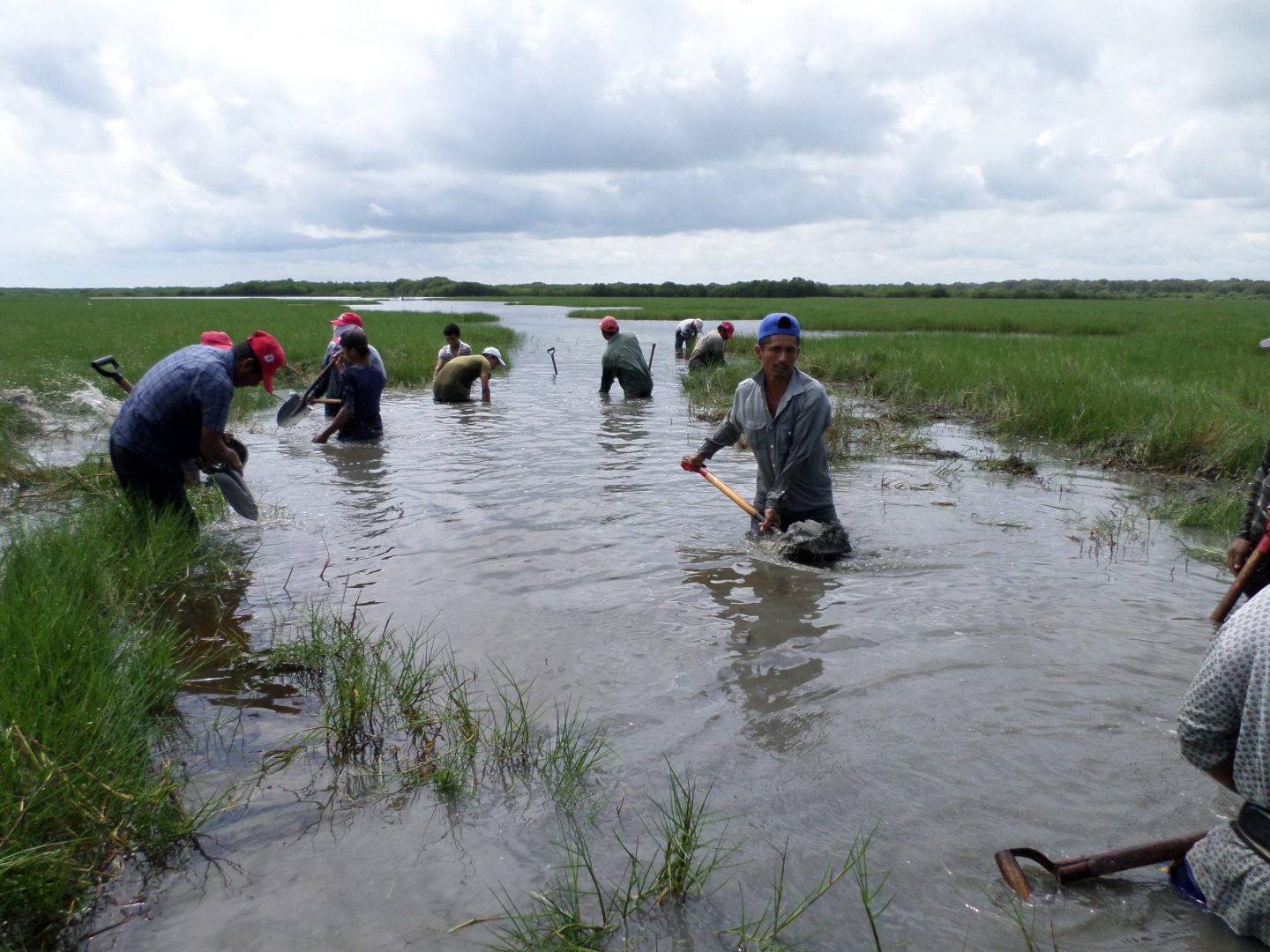 rehabilitación manglares Tamiahua