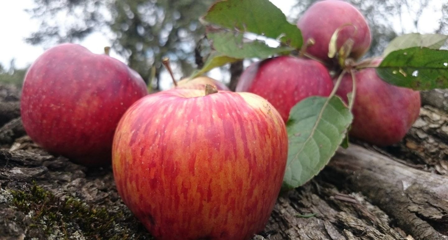 Sidra de Zacatlán