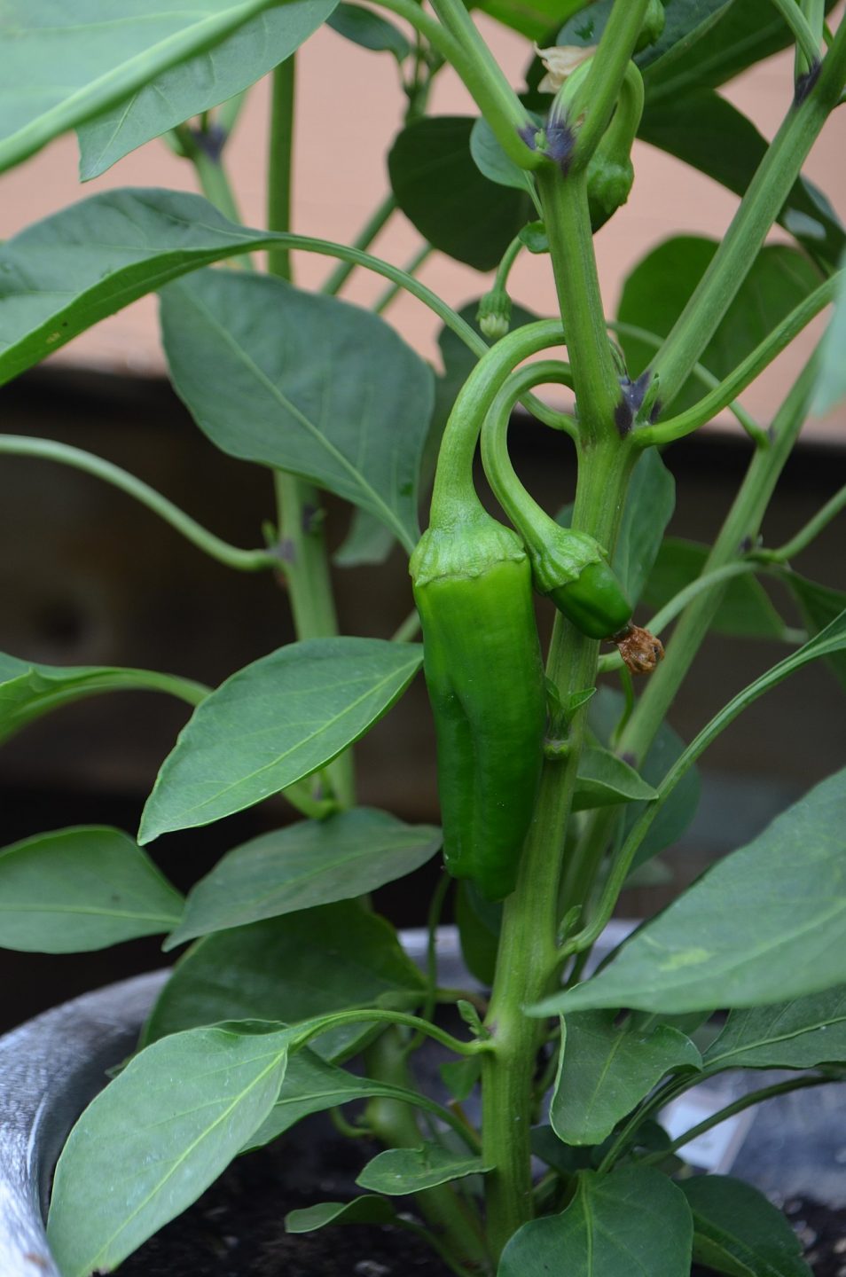 chiles espacio