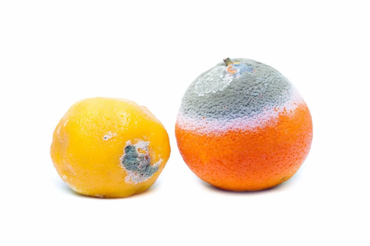 El aire, la humedad, la luz y la temperatura son algunos de los factores que hacen que las frutas y verduras se pudran.