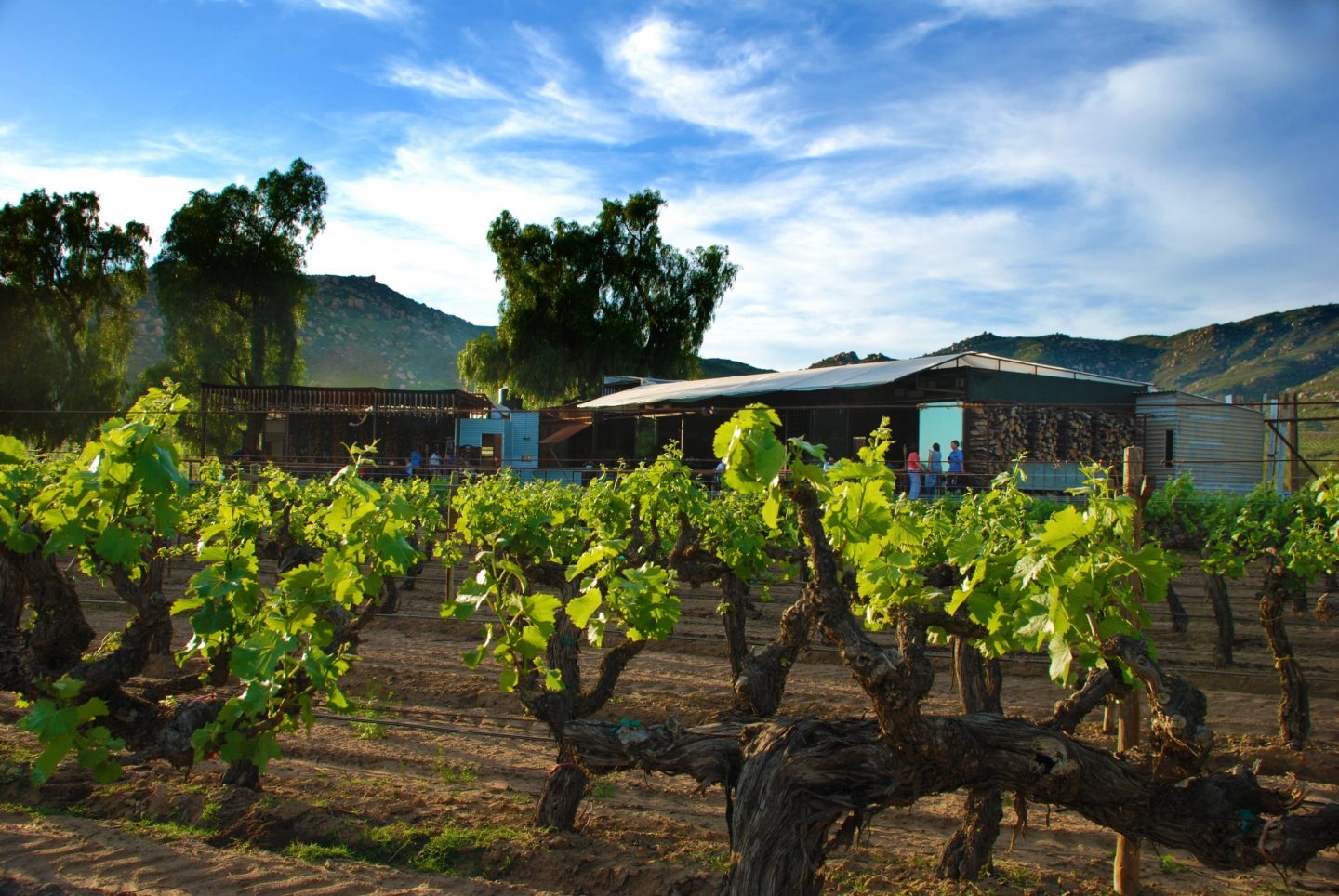 comer Valle de Guadalupe