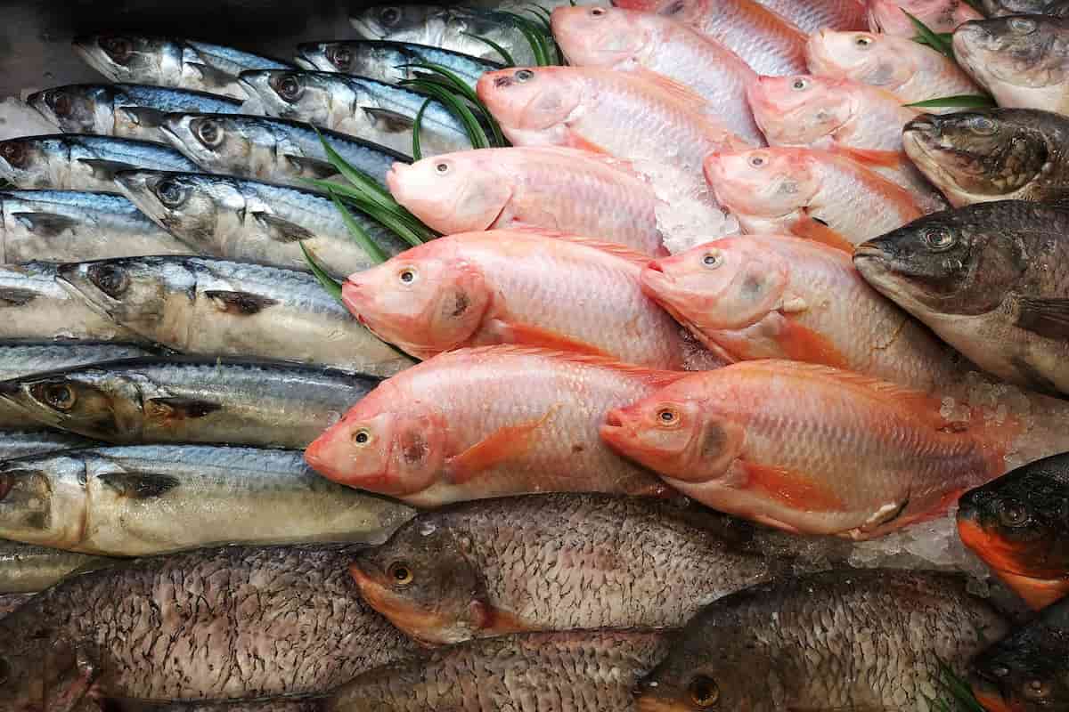 Pescado fresco