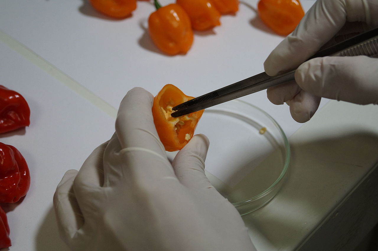 salsa yucateca de habanero