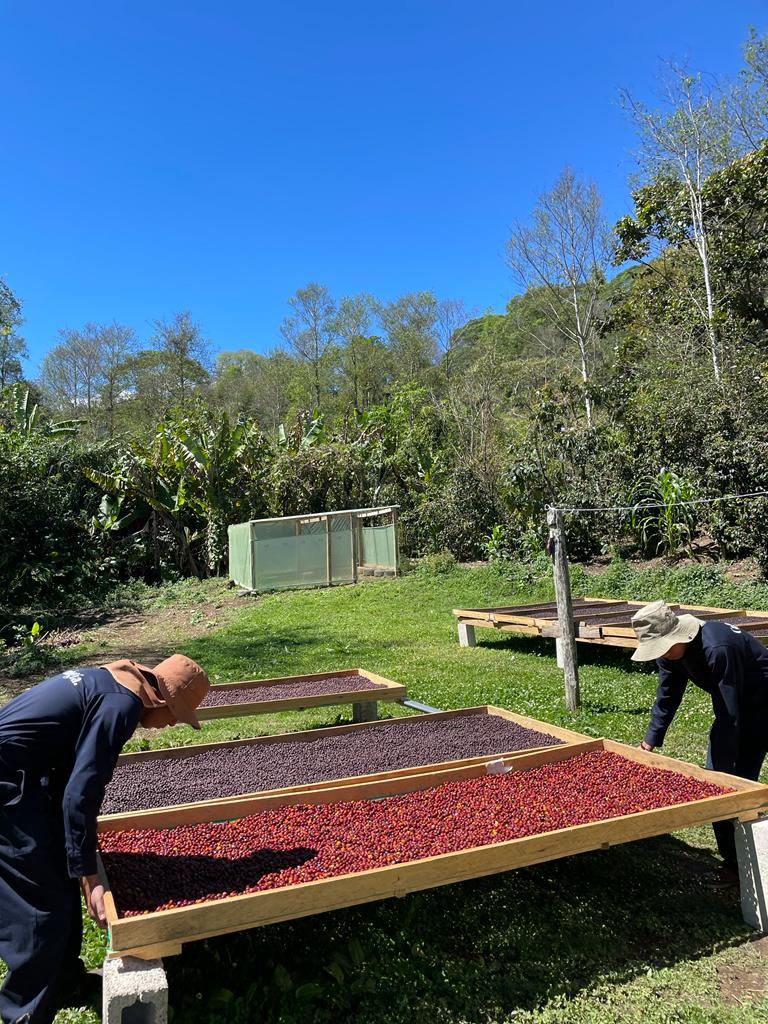 pequeños cafetaleros México