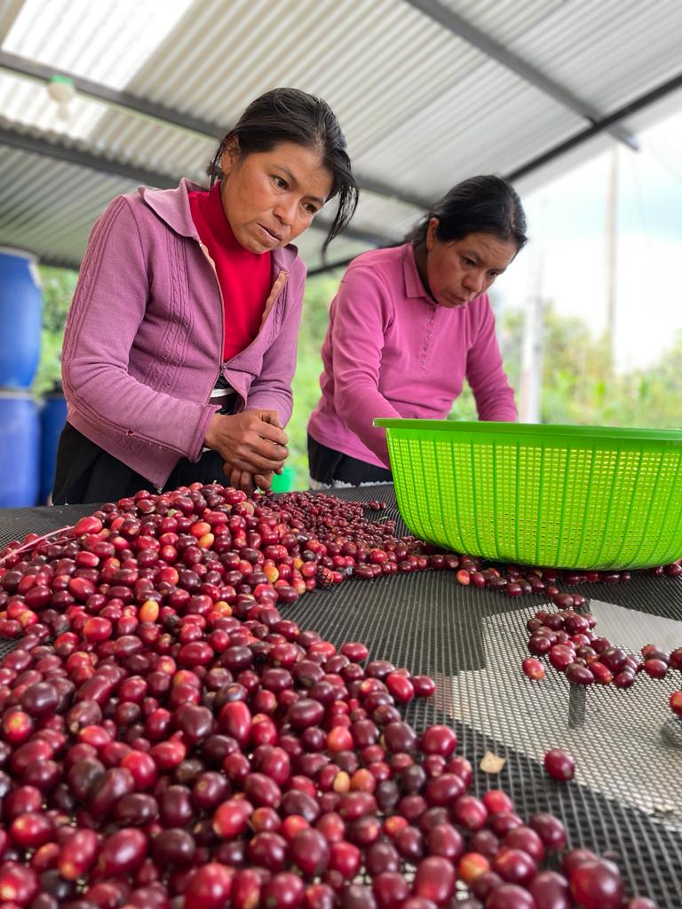 pequeños cafetaleros México