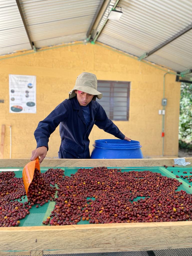 pequeños cafetaleros México