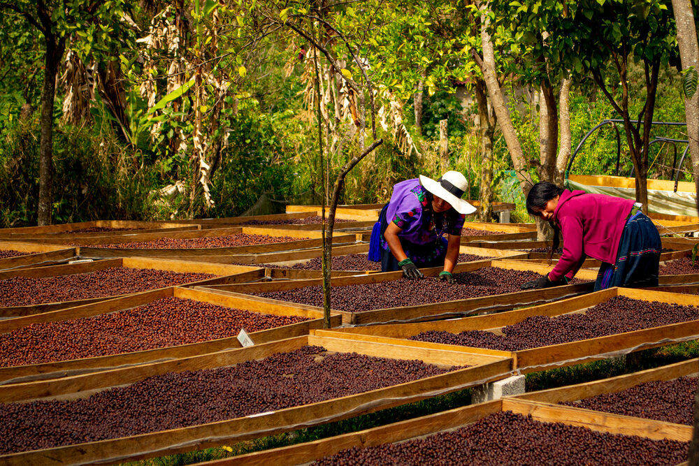 pequeños cafetaleros México