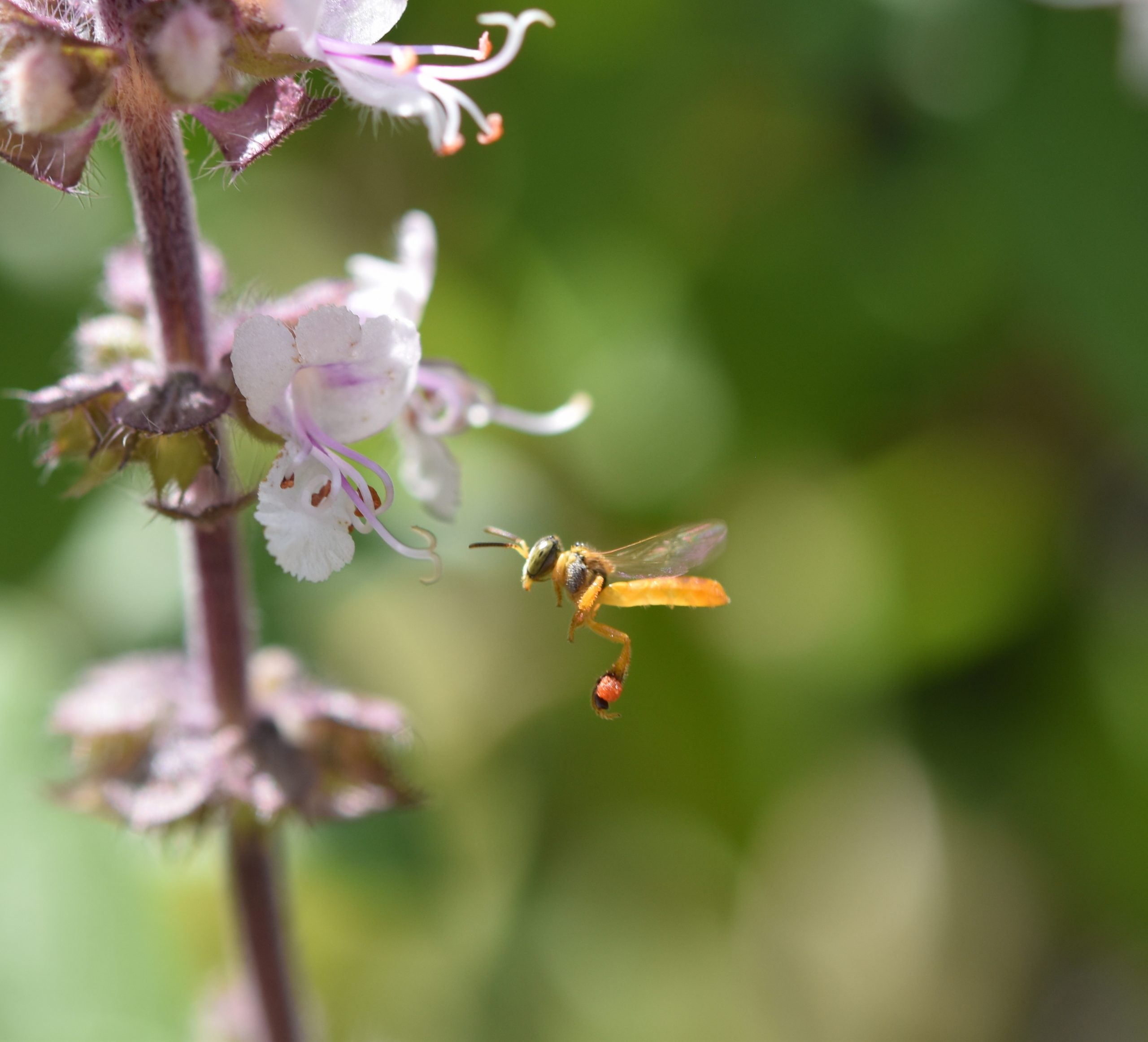 abejas meliponas