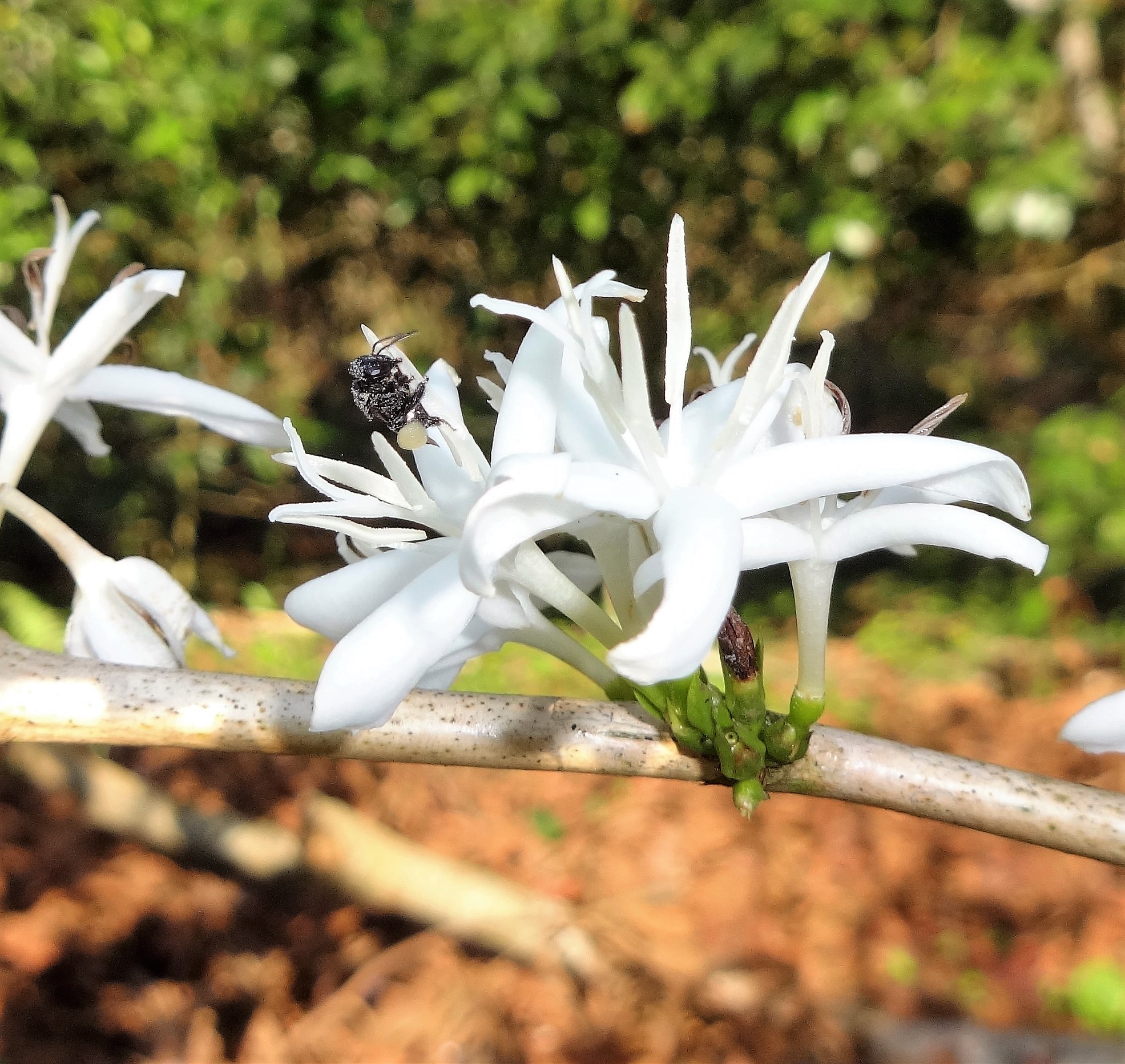 abejas meliponas