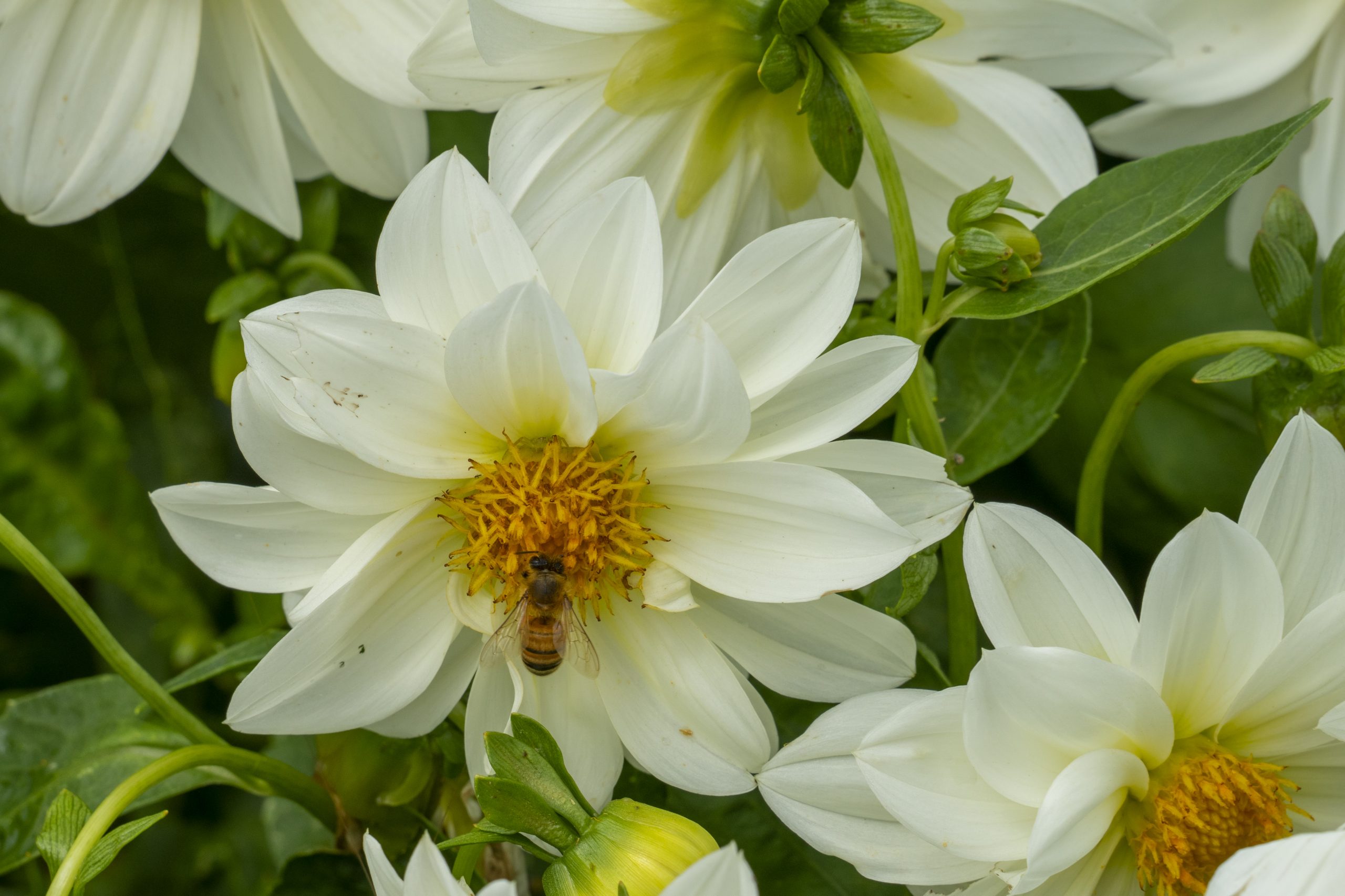 Dalia
