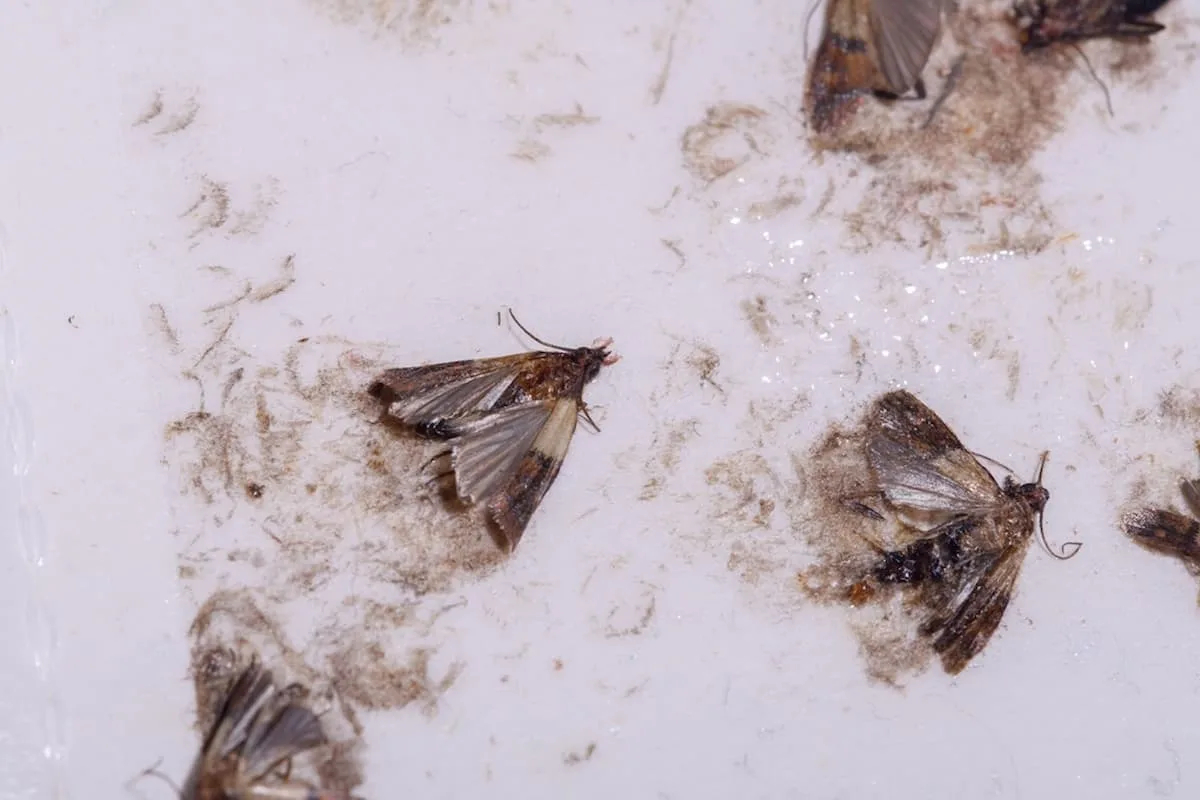 Las polillas en la despensa pueden ser un dolor de cabeza, aprende a erradicarlas.