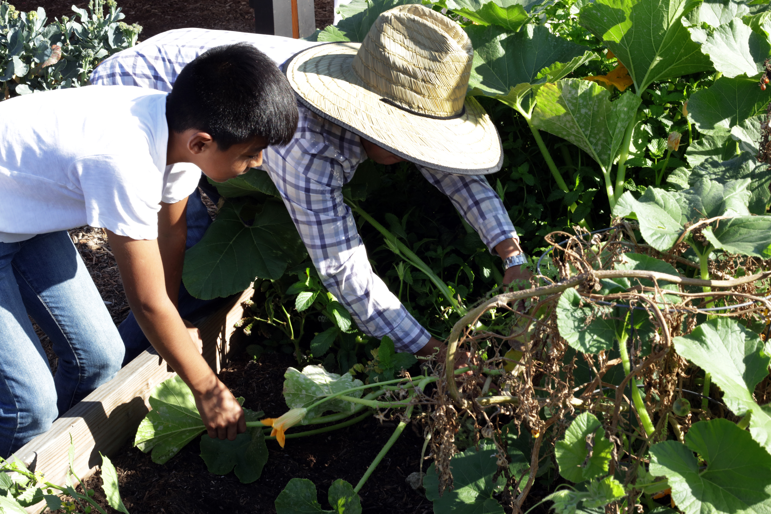 Cultivos volcán Popocatepetl