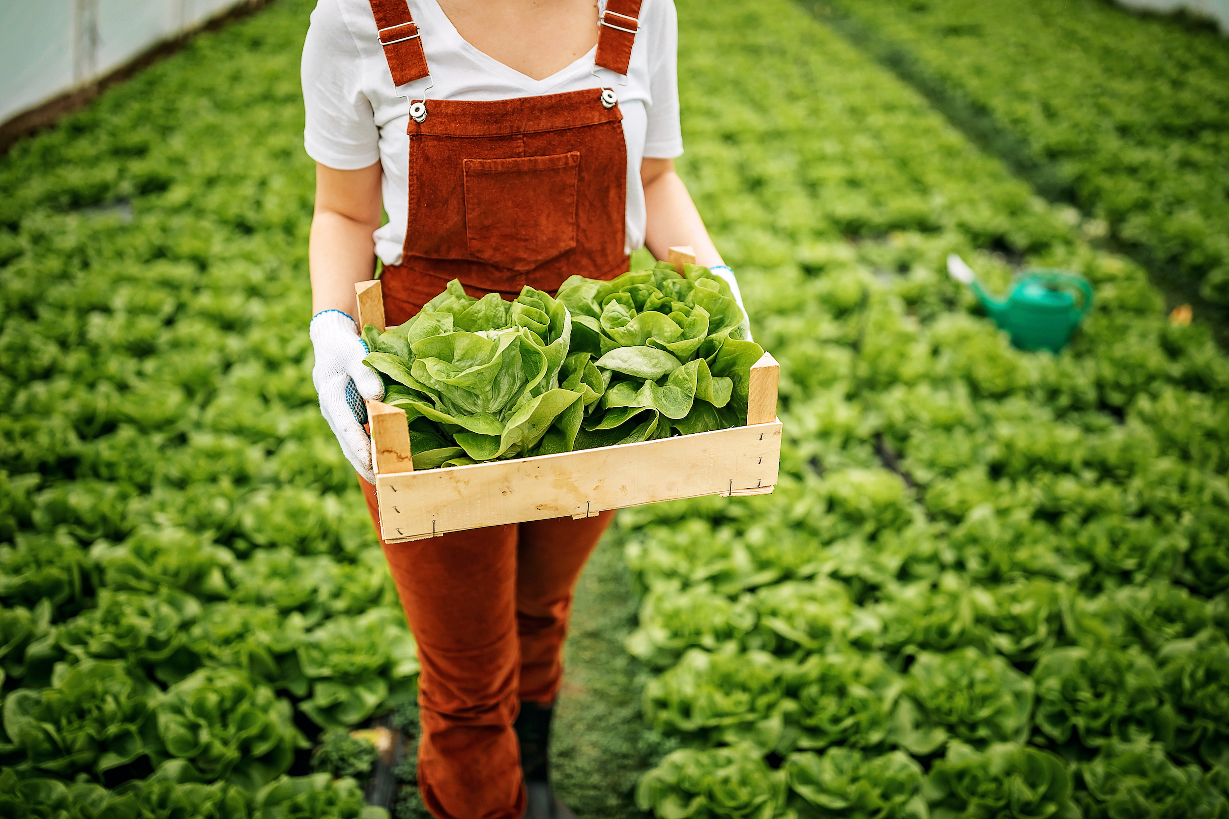 Inocuidad de los alimentos