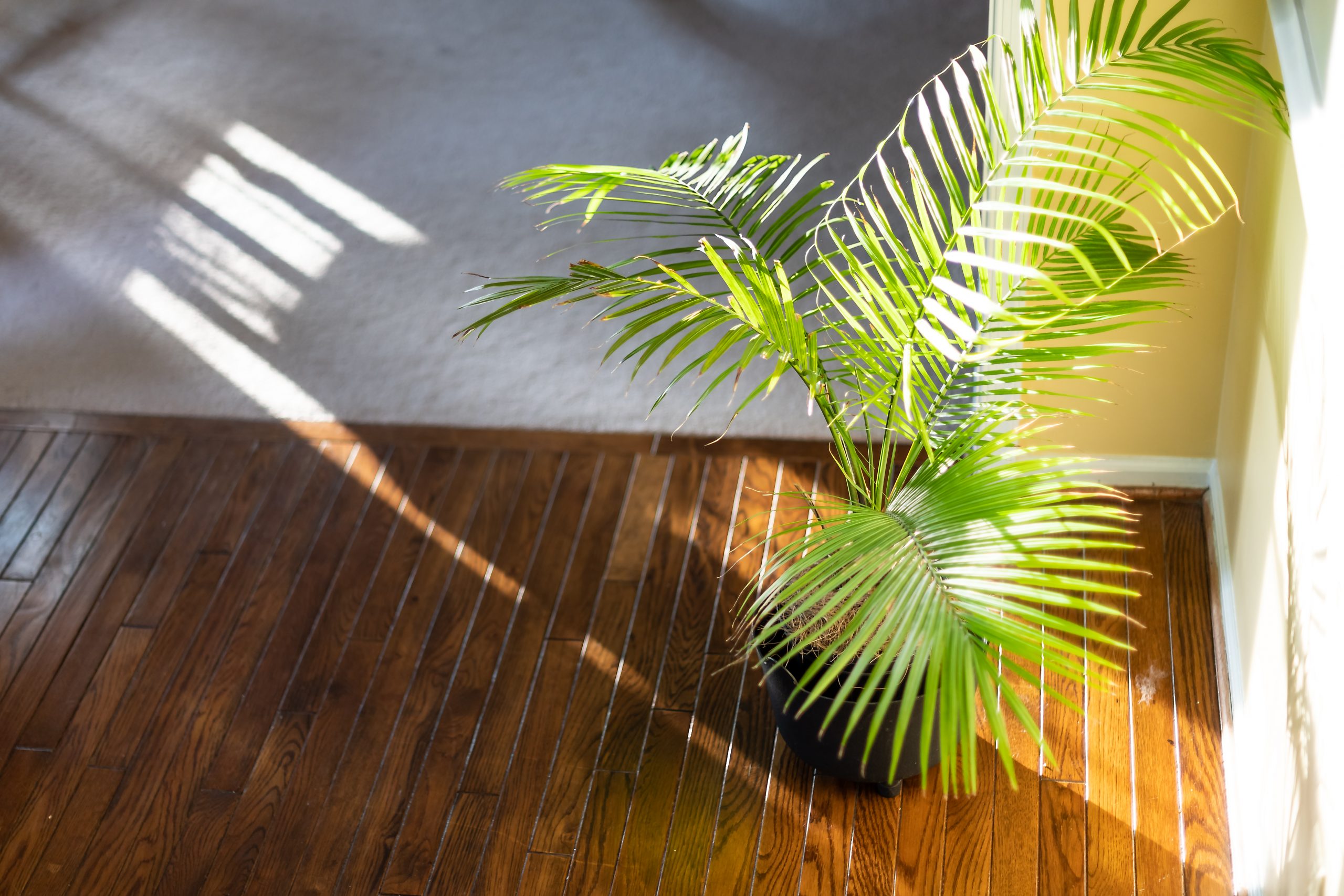 Palmera Areca / plantas que absorben el calor6