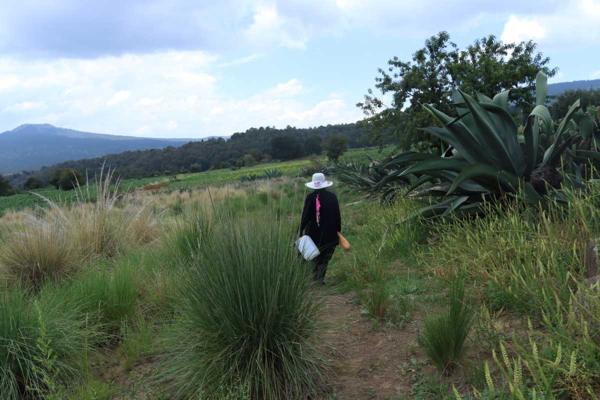 Porfiria camina por los magueyes en busca del aguamiel para hacer pulque.