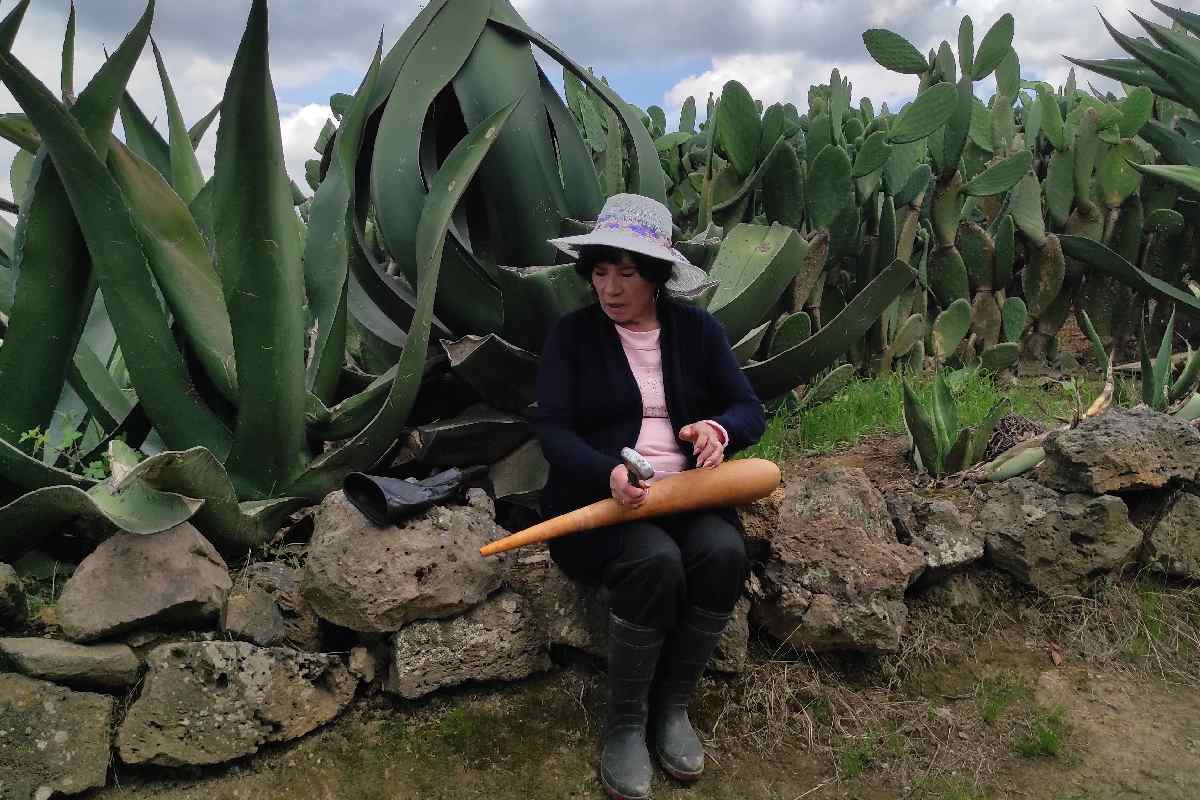 Magueyales de la familia Mata en Milpa Alta