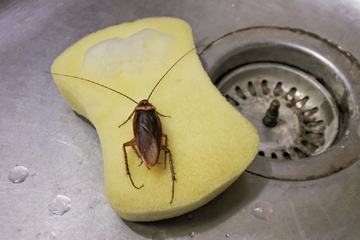 Elimina las plagas de cucarachas en la cocina con claras de huevo.