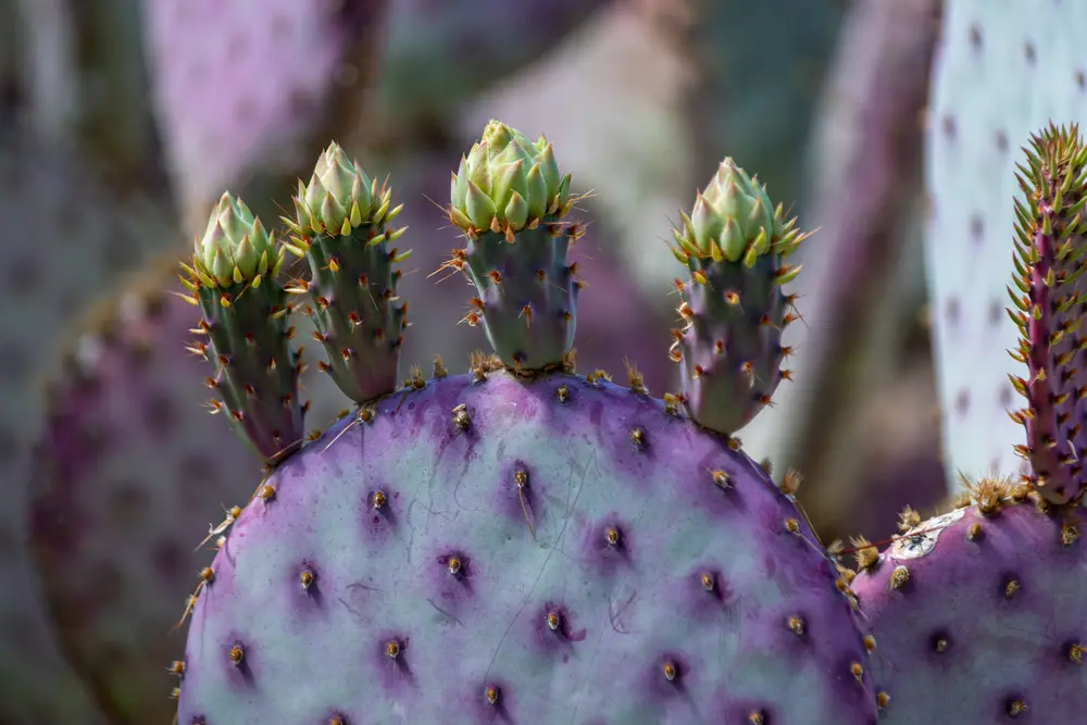 Nopales morados en la zona del silencio en durango
