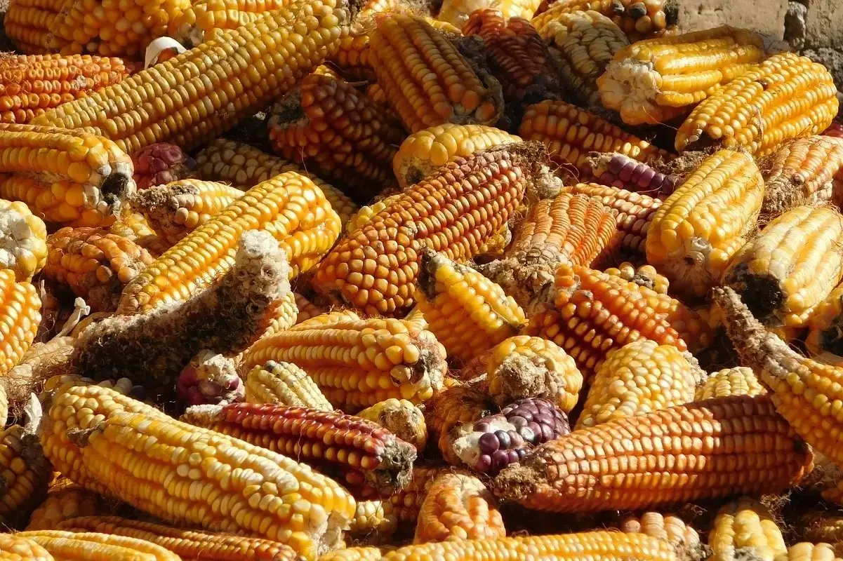 día nacional de la gastronomía mexicana